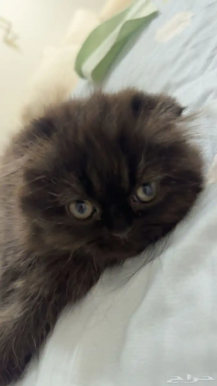 قطه انثى للبيع 0