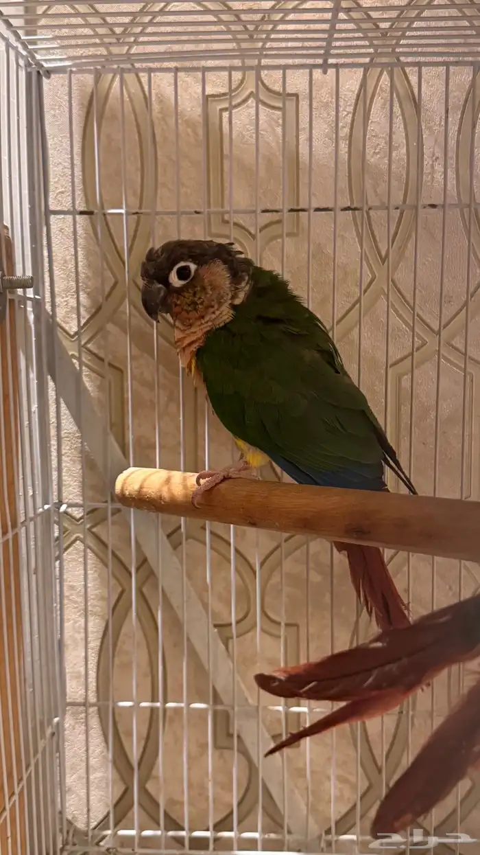 انثى كنيور يلو سايد رد فاكتور محلله 2