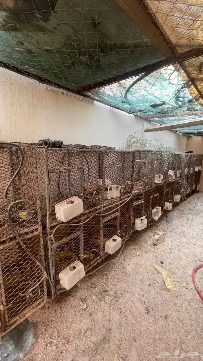 شبوك محاكر حمام 0