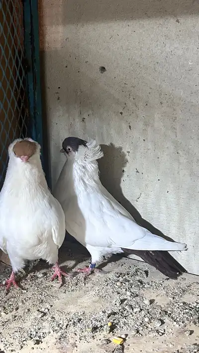 حمام ذكر وانثى هلمت اللون واضح index