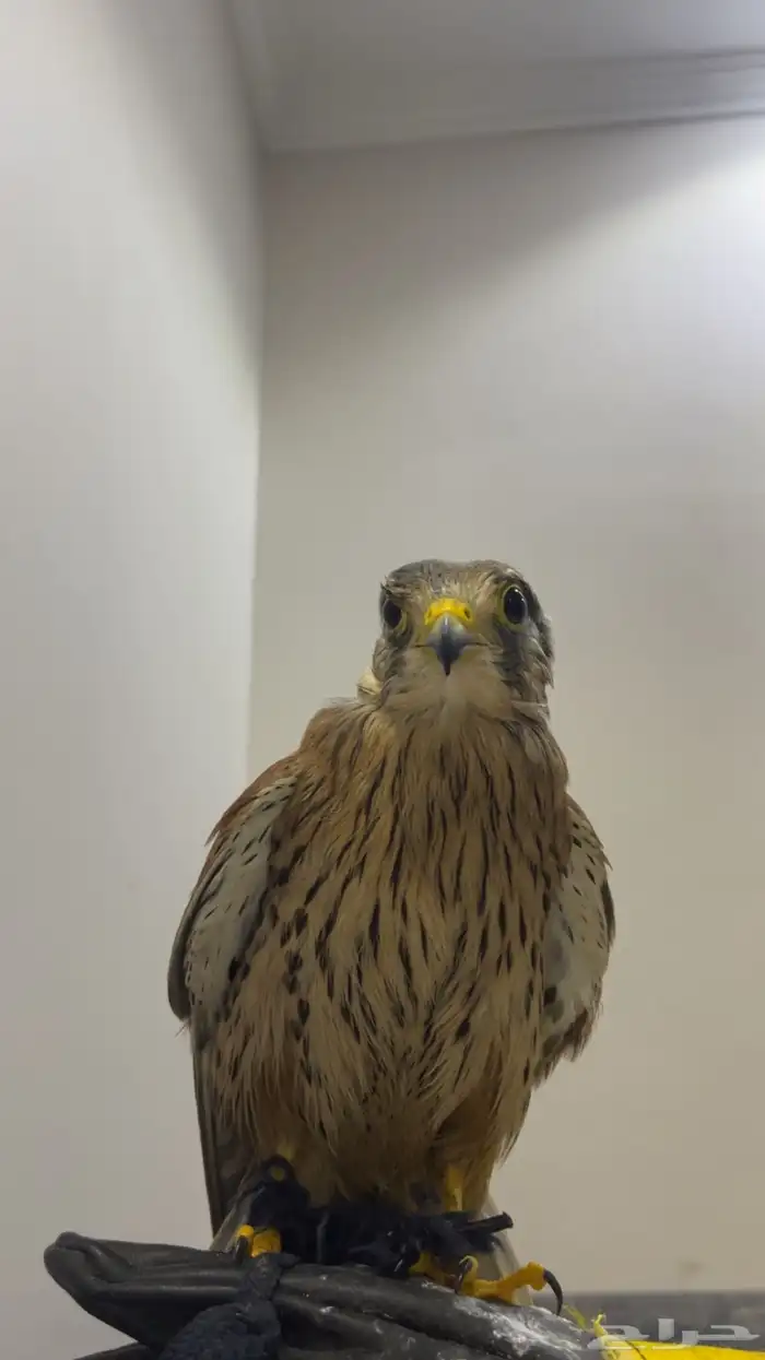 باشك مدرب جاهز 1