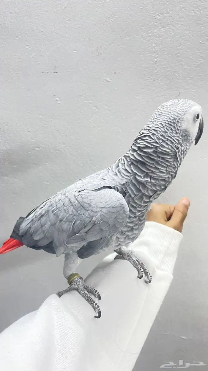 كاسكو متكلم و اليف 1