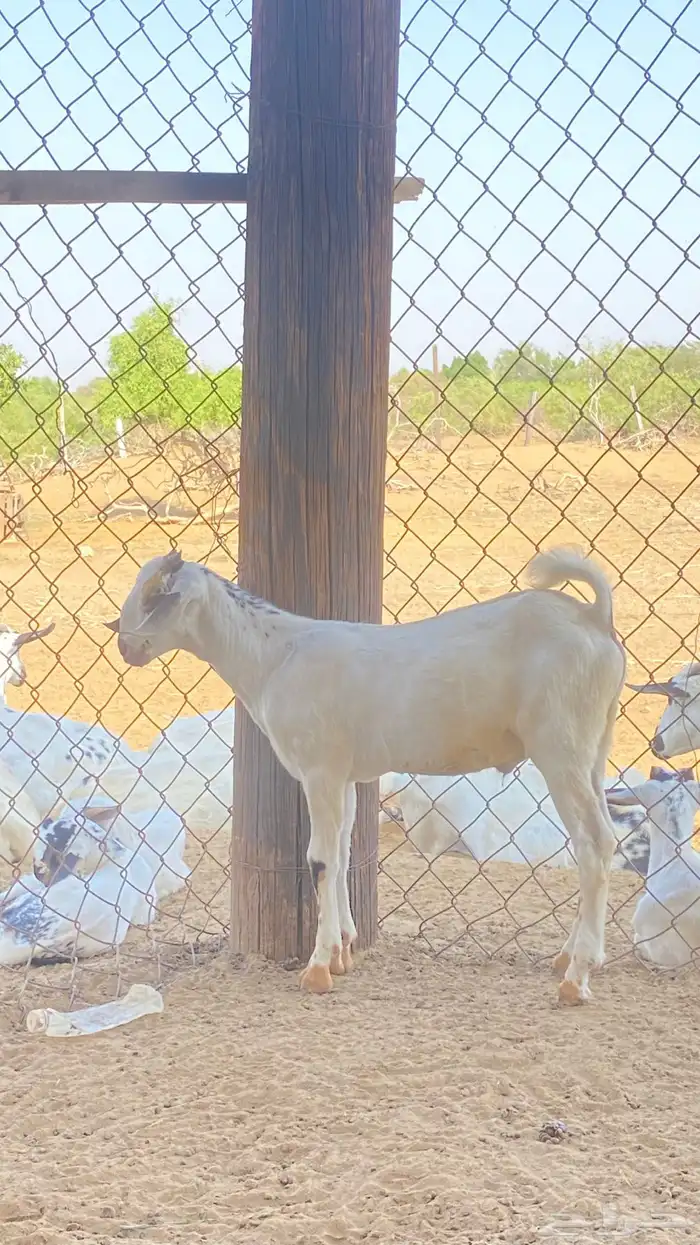 اثنين تيوس مشاريع 9