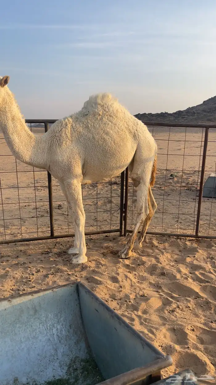 بكره قصب مغلقه شحم 1