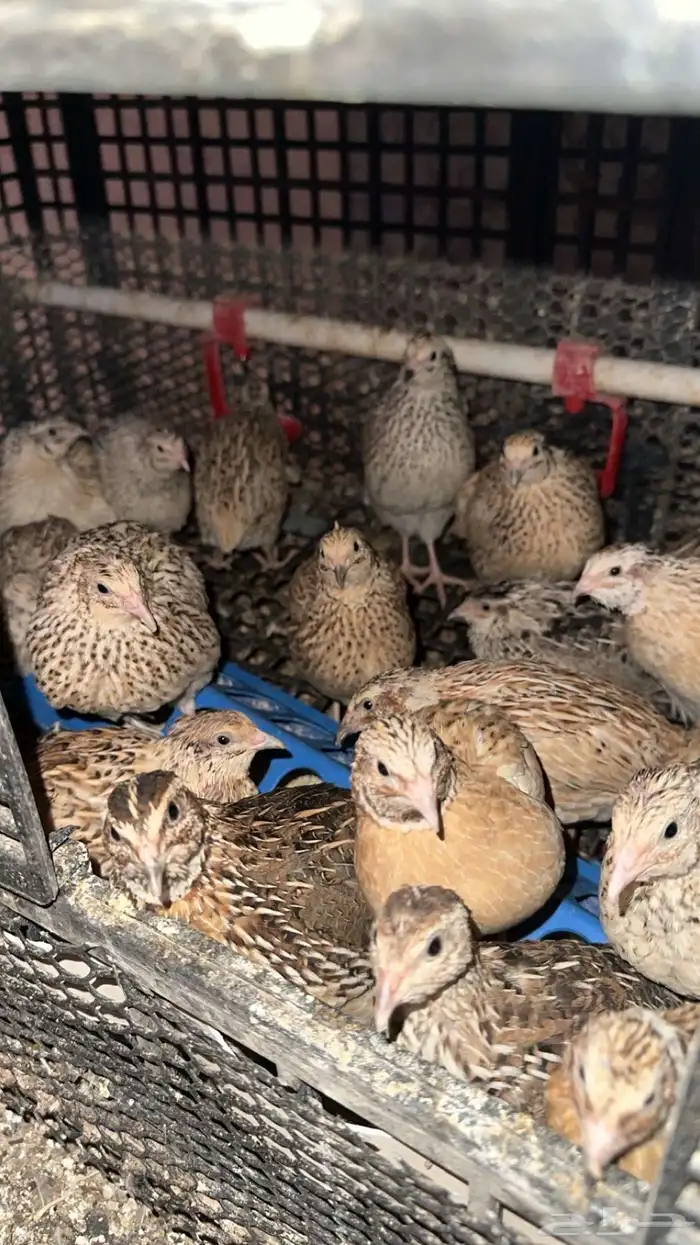 سمان للبيع 0