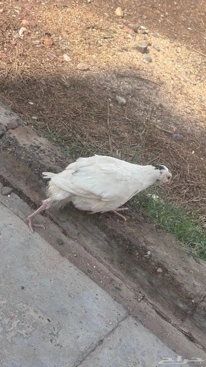 سمان تكساس بشاير 0