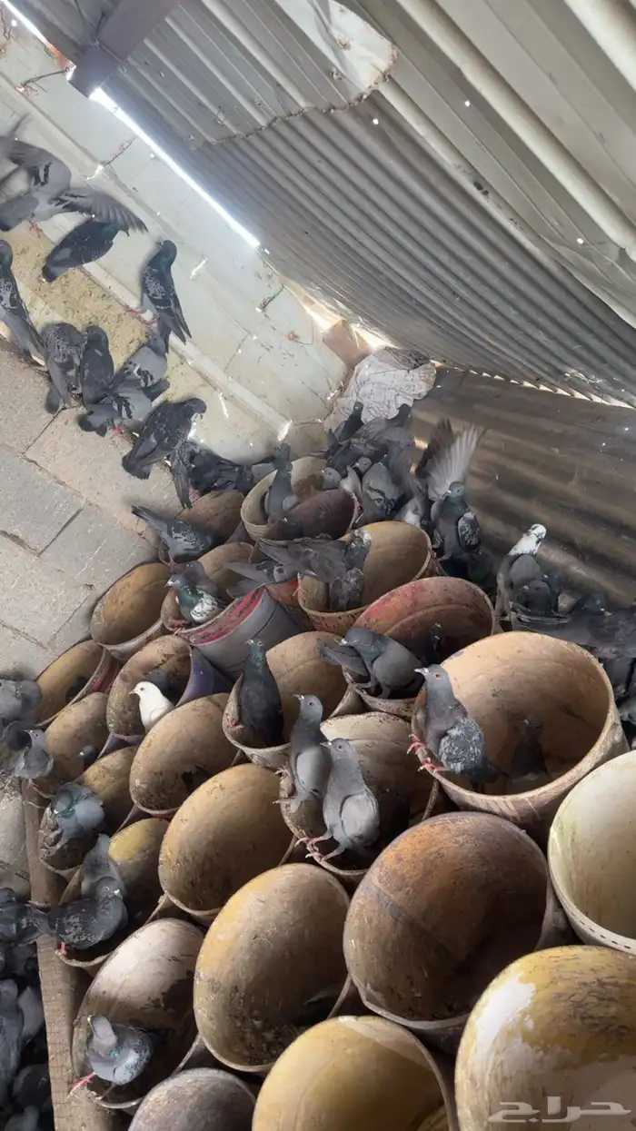 للبيع حمام دح قوي شرط الصحة ونشاط العدد تقريبا 300 جوز 2