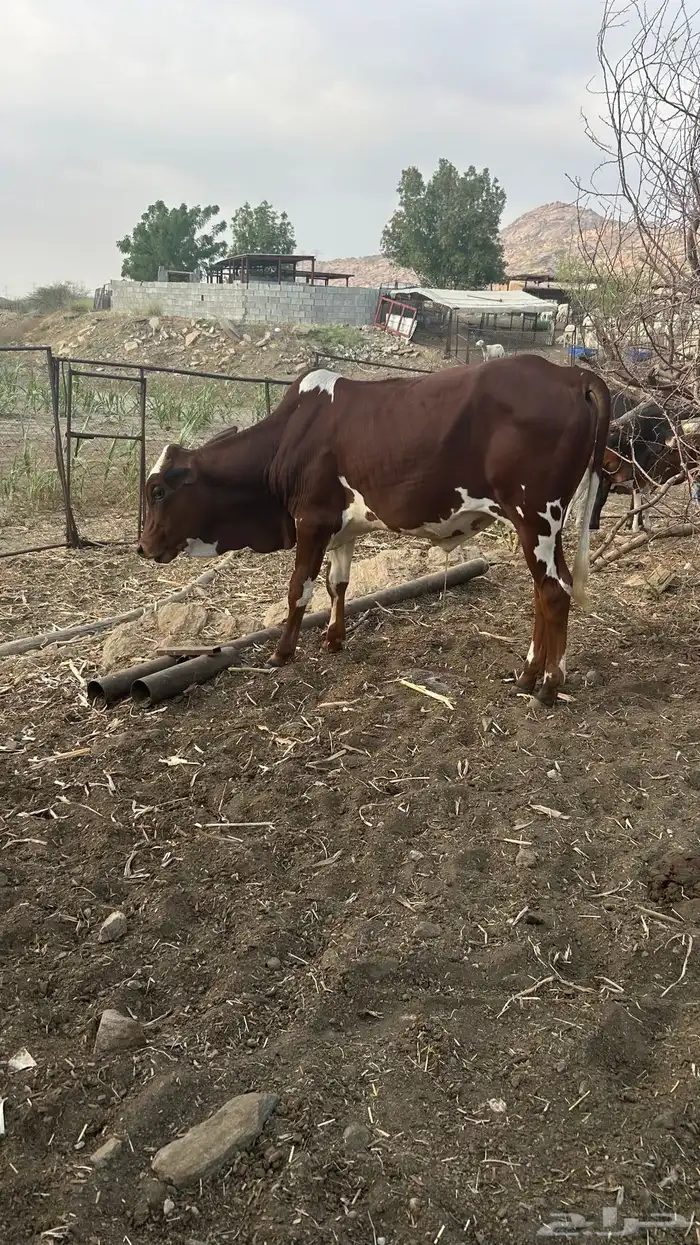 حسيل للبيع 0