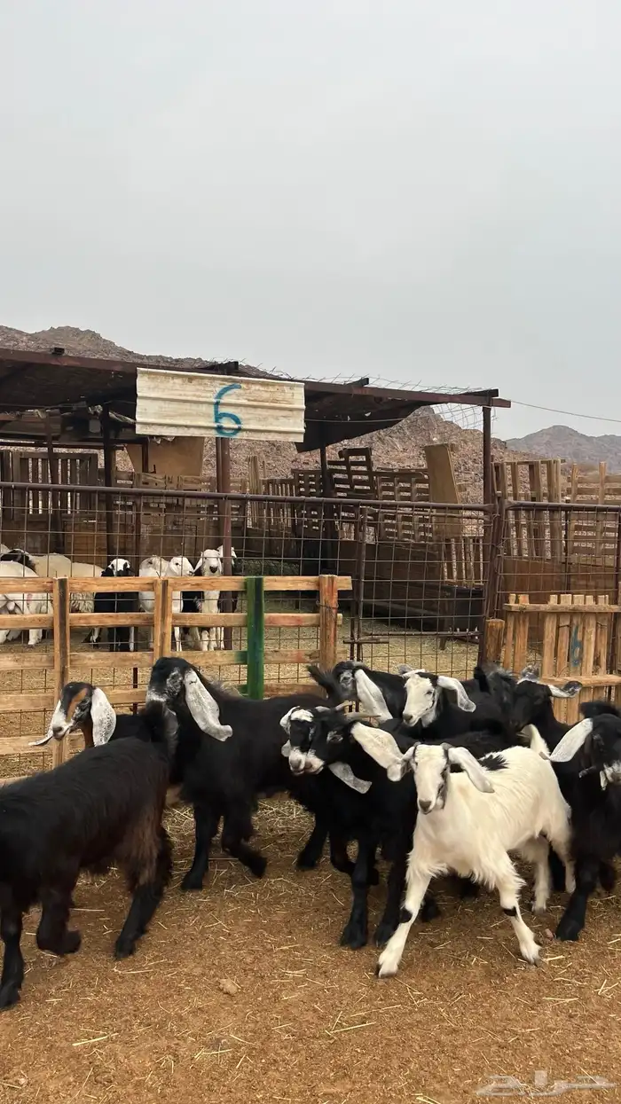 تيوس مخاصي جدعان نظاف شرط ذبائح 2