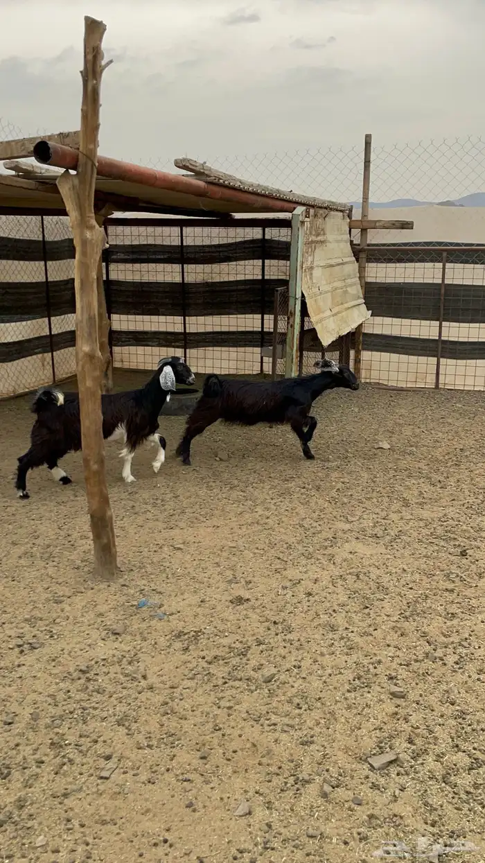 جفار ذبايح طيبه بالحيل(تم البيع) 0