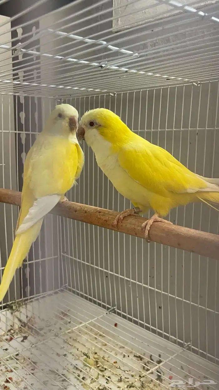 جوز كويكر لاتينو منتج 4