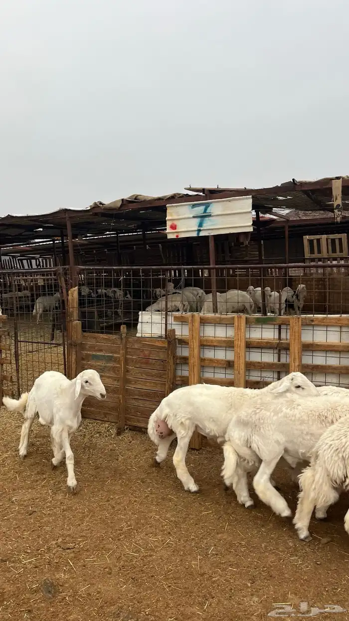 طليان حري جادعان نظاف شرط جبره 1