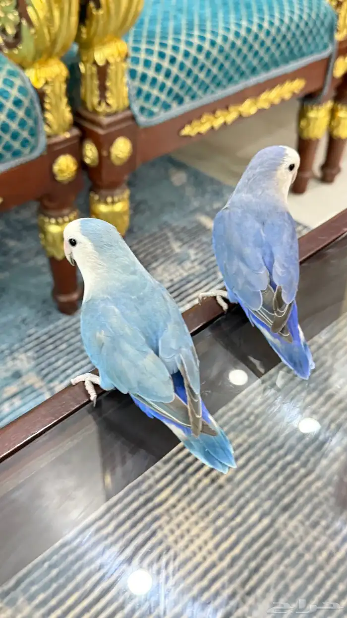 زوج روز منتج والليف 2