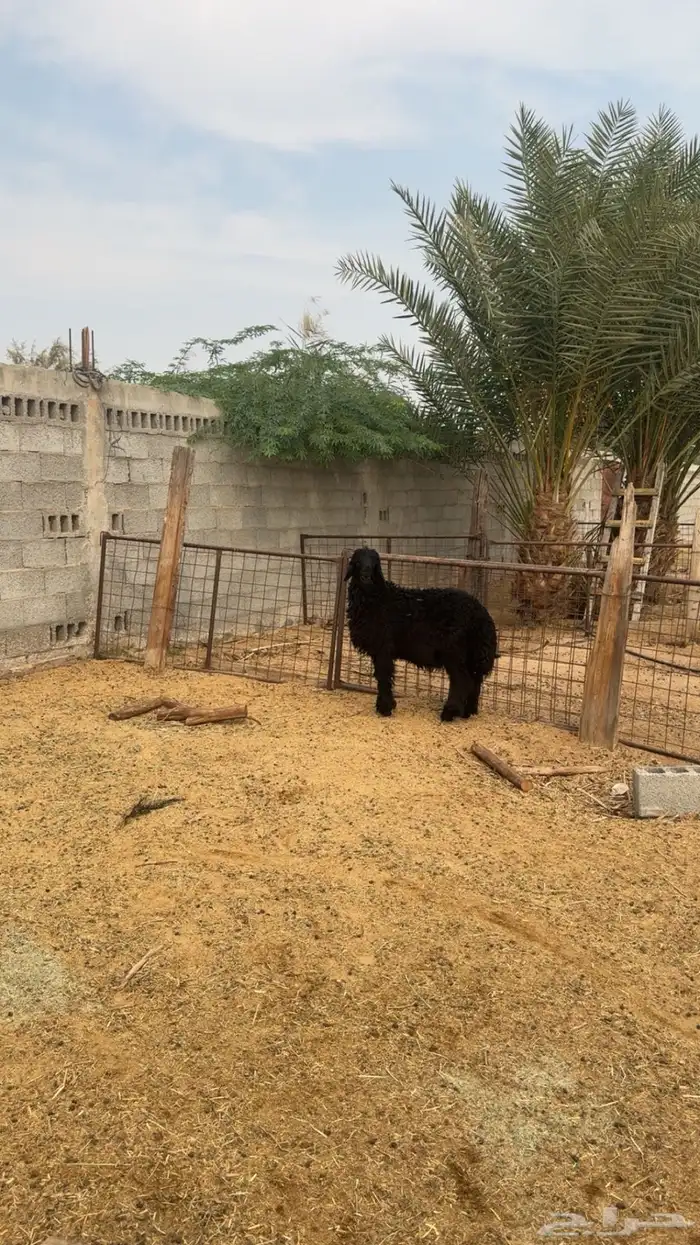 للبيع خروف عربي فل شحم مغلق 0