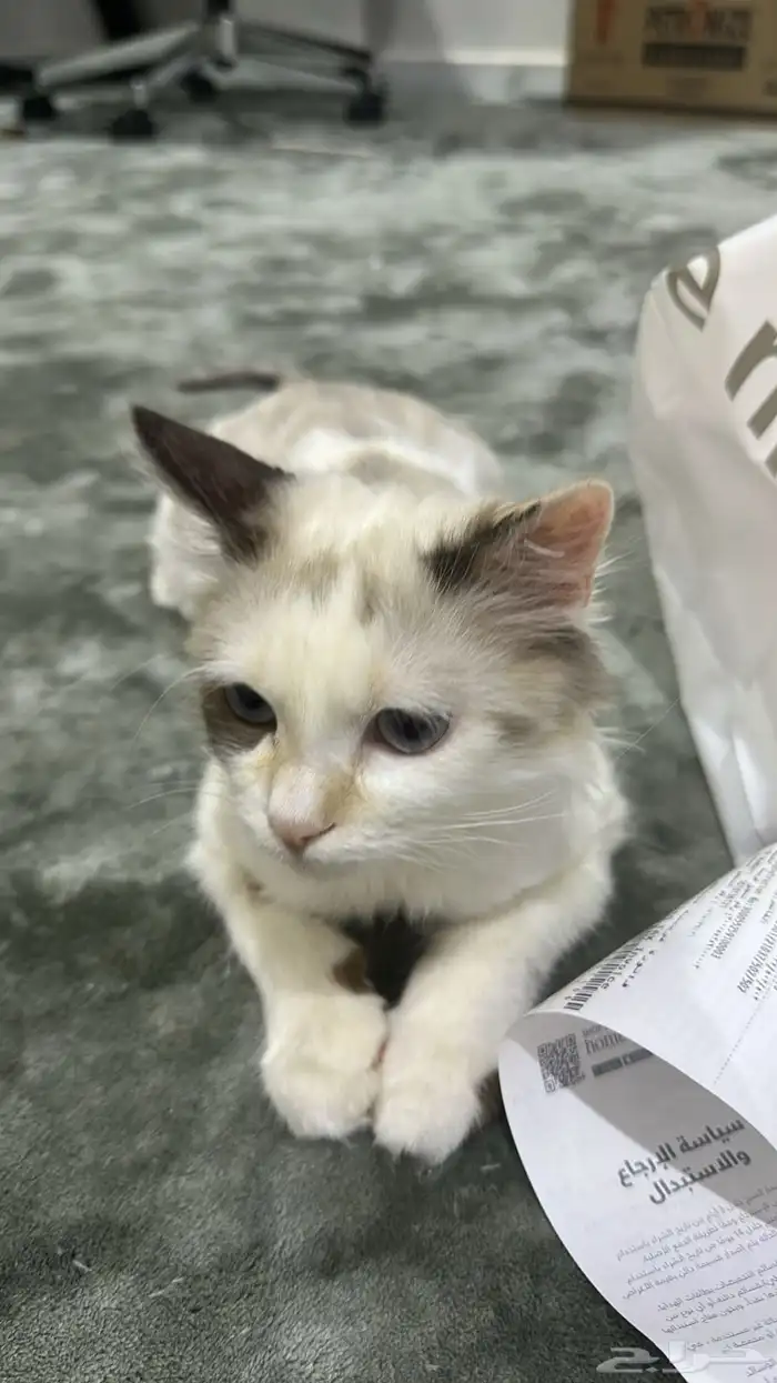 قطة للتبني 2