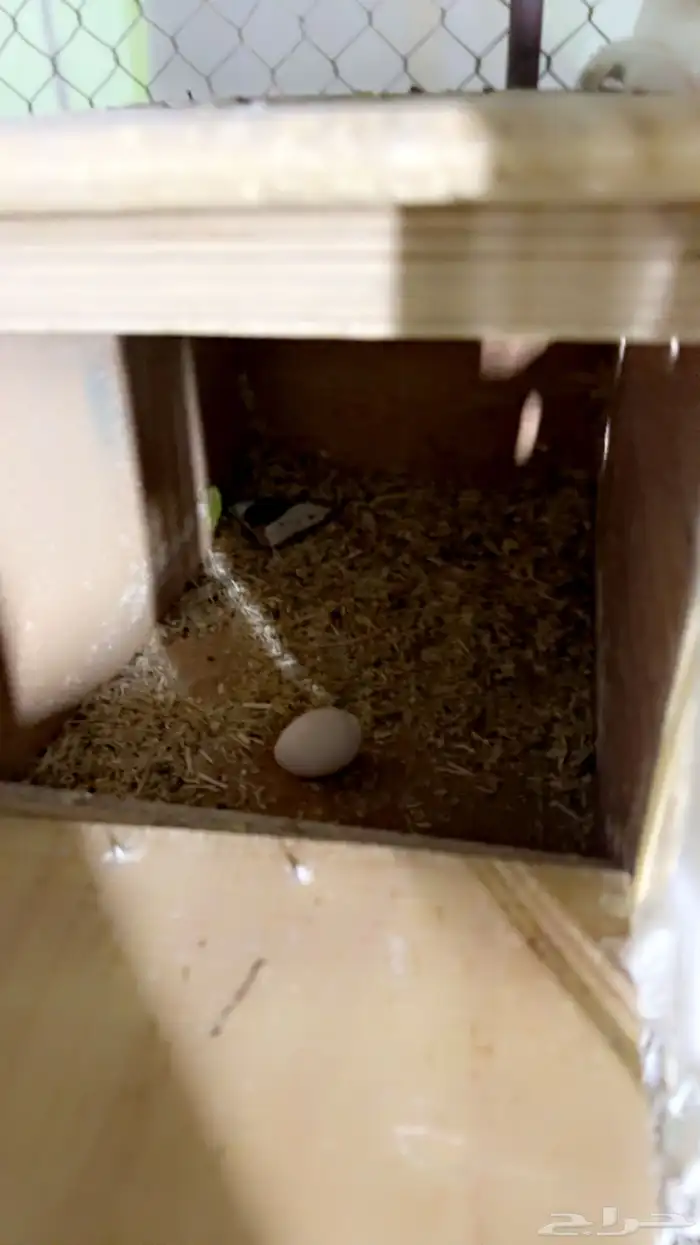 1 جوزين كروان2دجاج 3 معالق برسيم 3