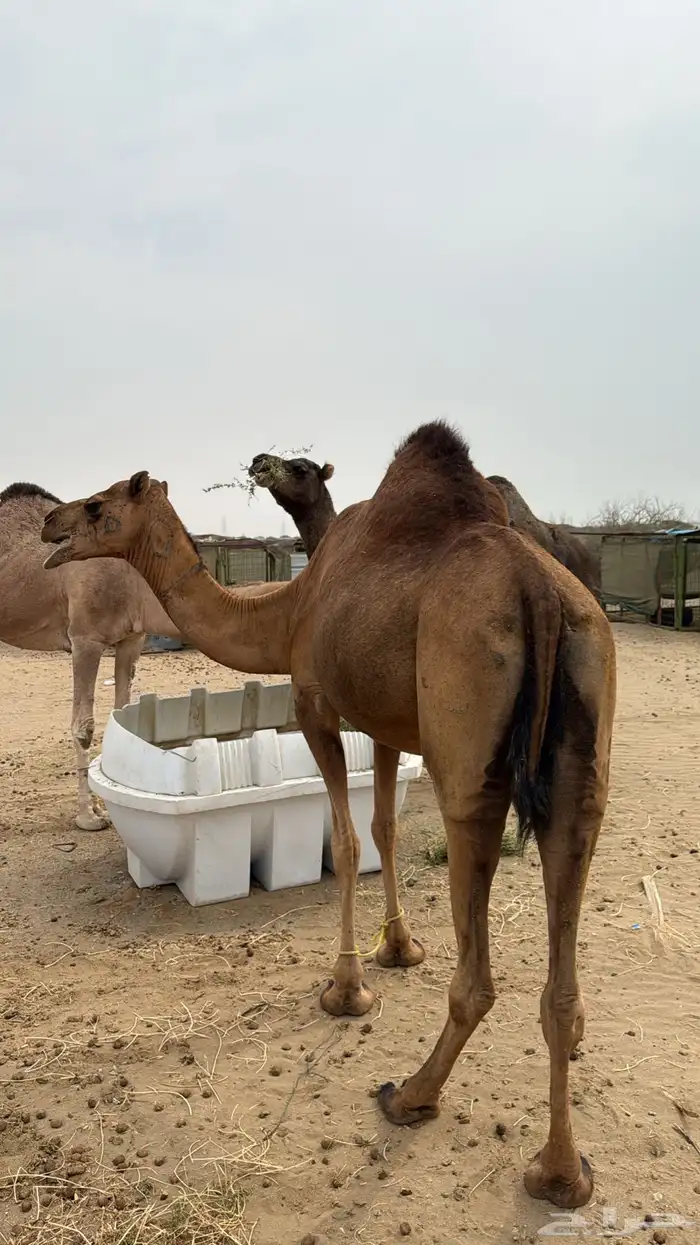 نياق سواحل لقح 9