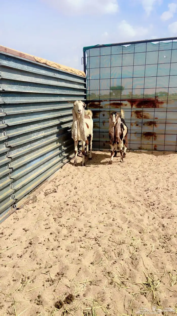 عنز هولنديه 0