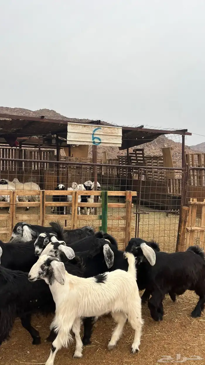 تيوس مخاصي جدعان نظاف شرط ذبائح 0