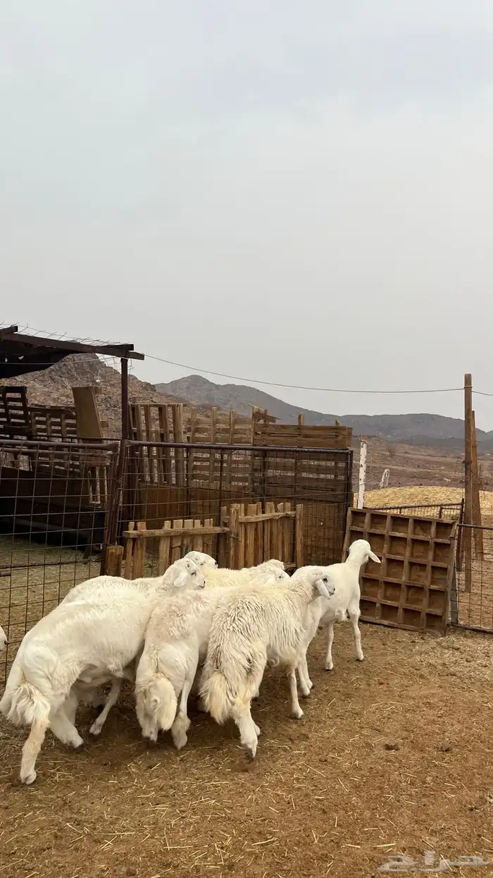 طليان حري جادعان نظاف شرط جبره 0
