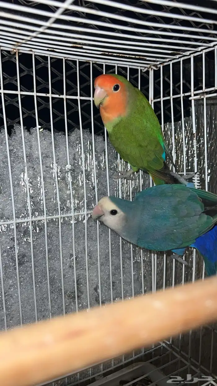 طيور للبيع 3