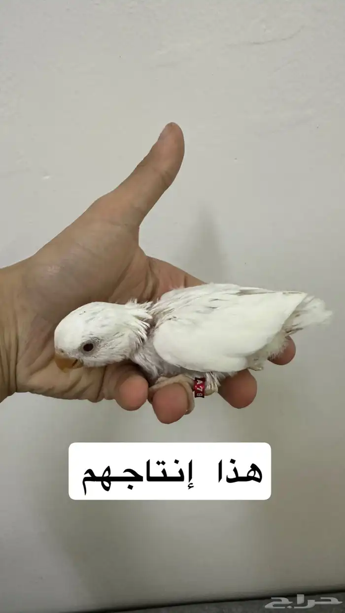زوج روز البينو 4