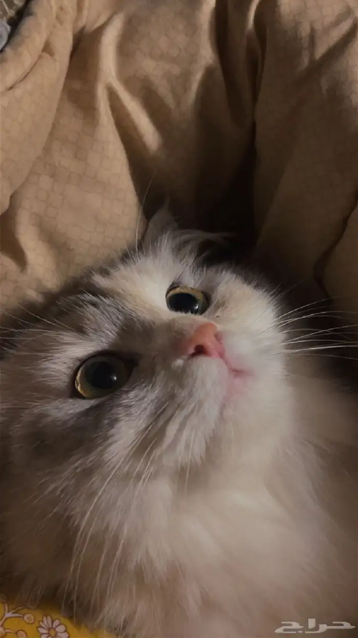 قطط تبني اعمارهم سنه ونص 7