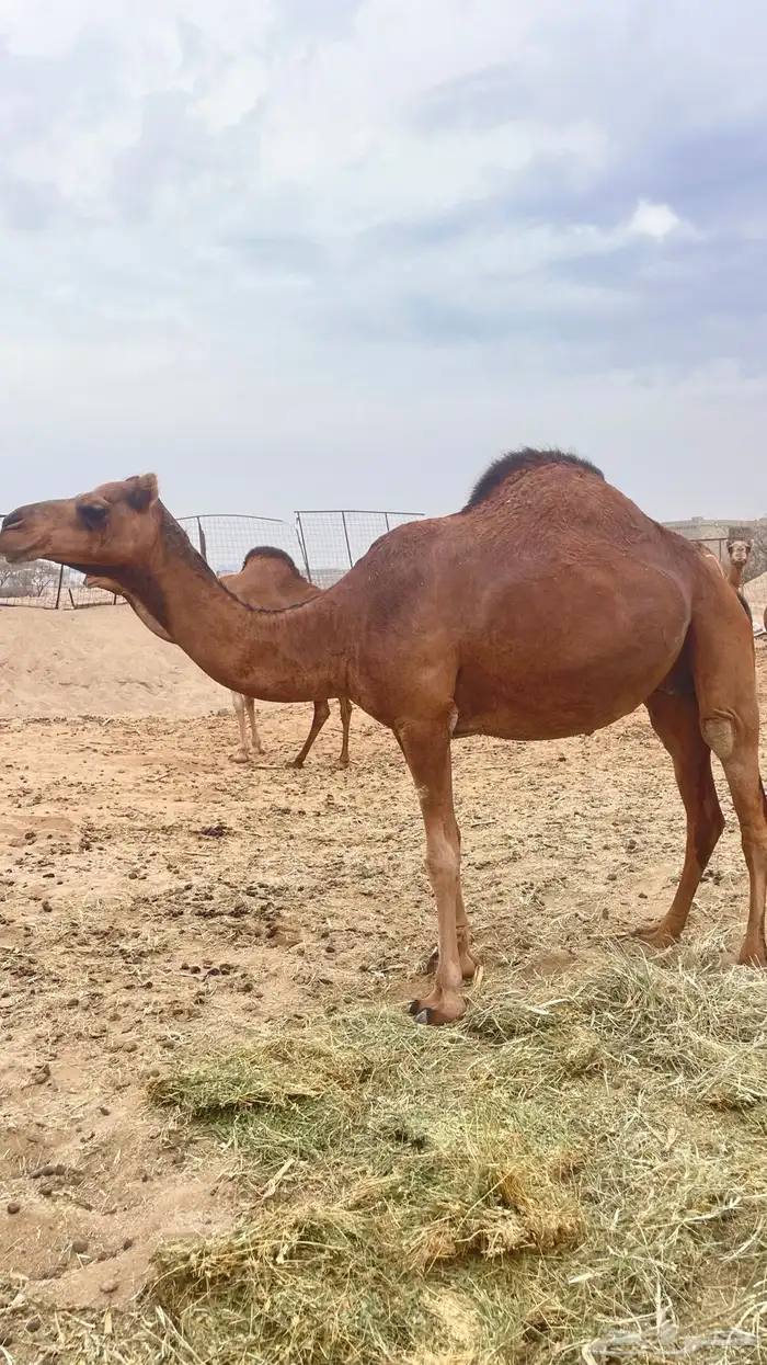 خلفه و ثنتين جنب سواحل طيبه 4