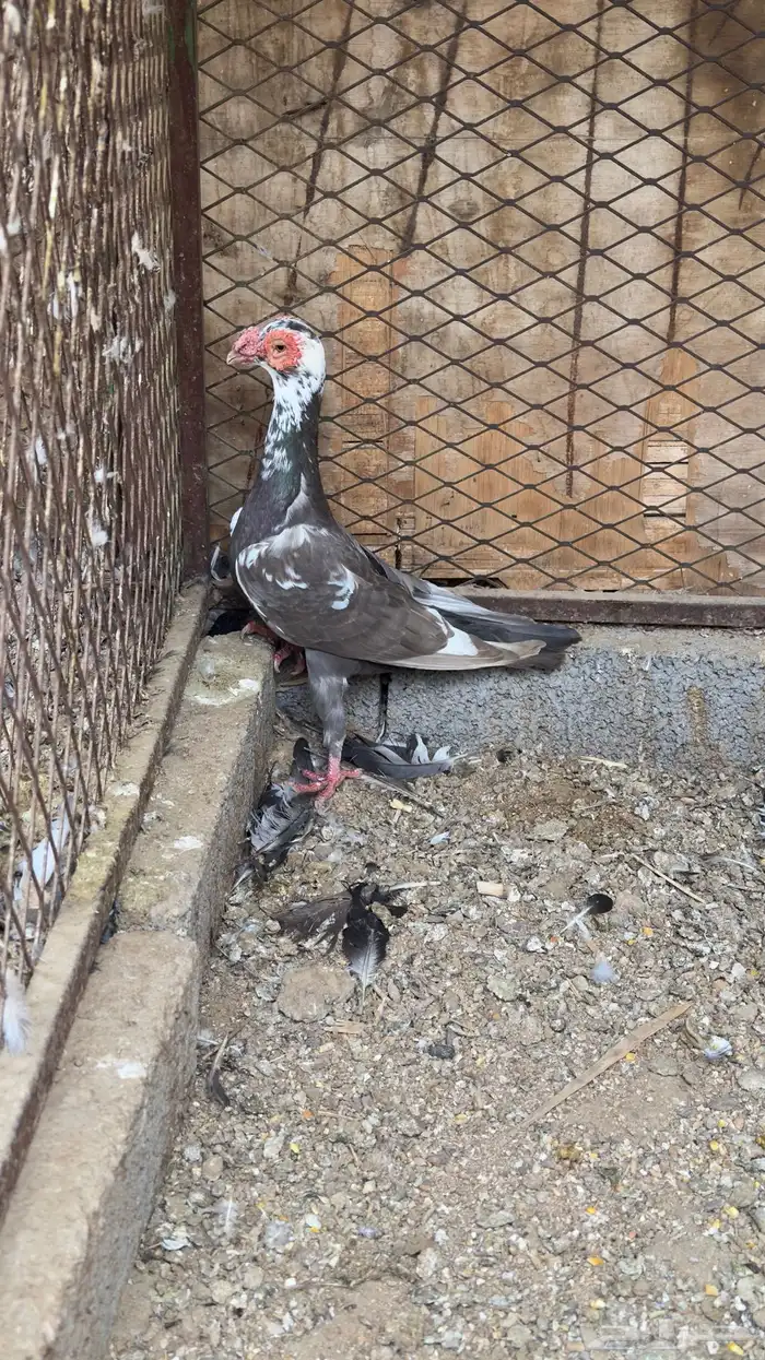 جوز كارير معه فرخ 0