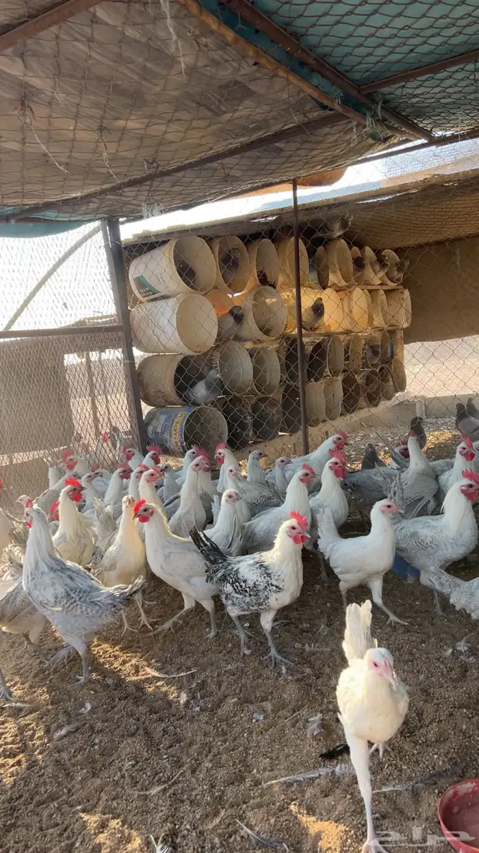 دجاج فيومي 0