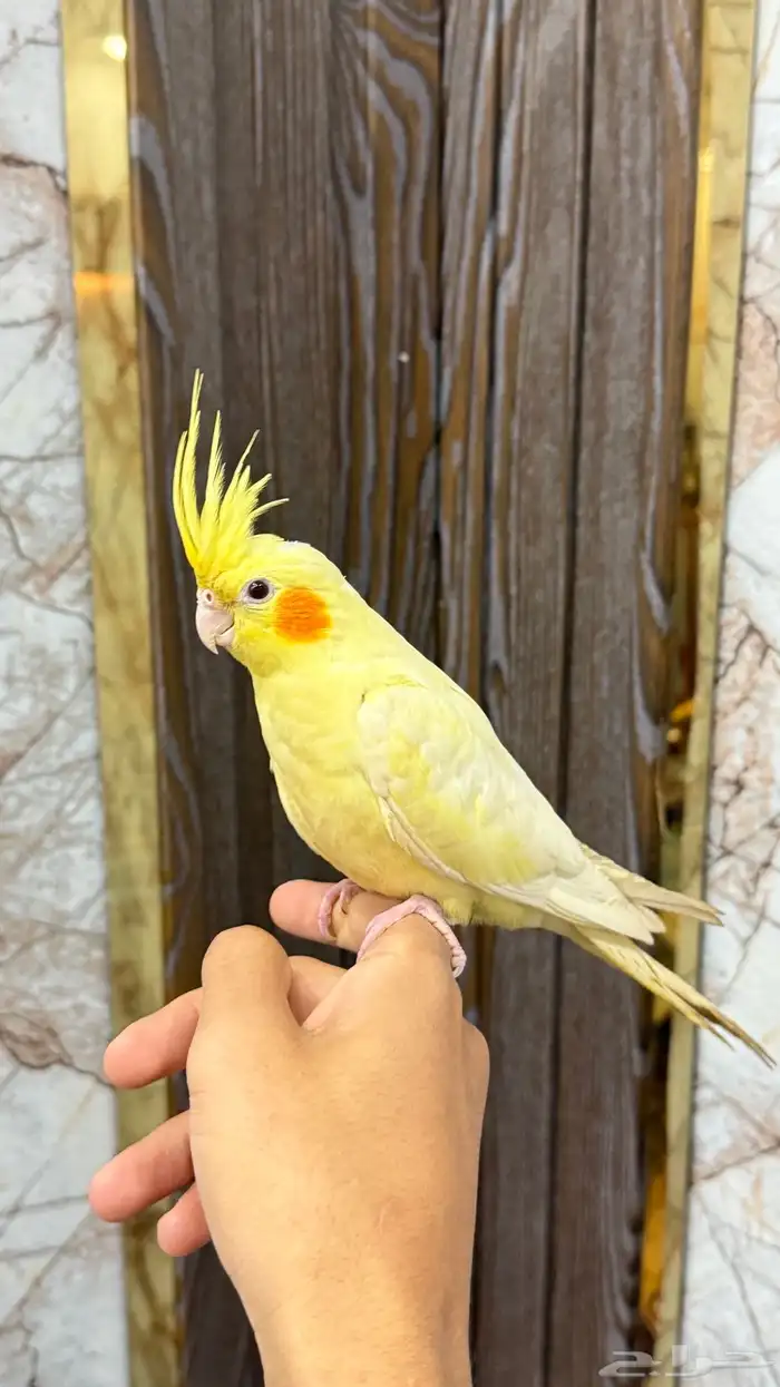 انثى كروان لاتينو عيون حمر اليفه 7