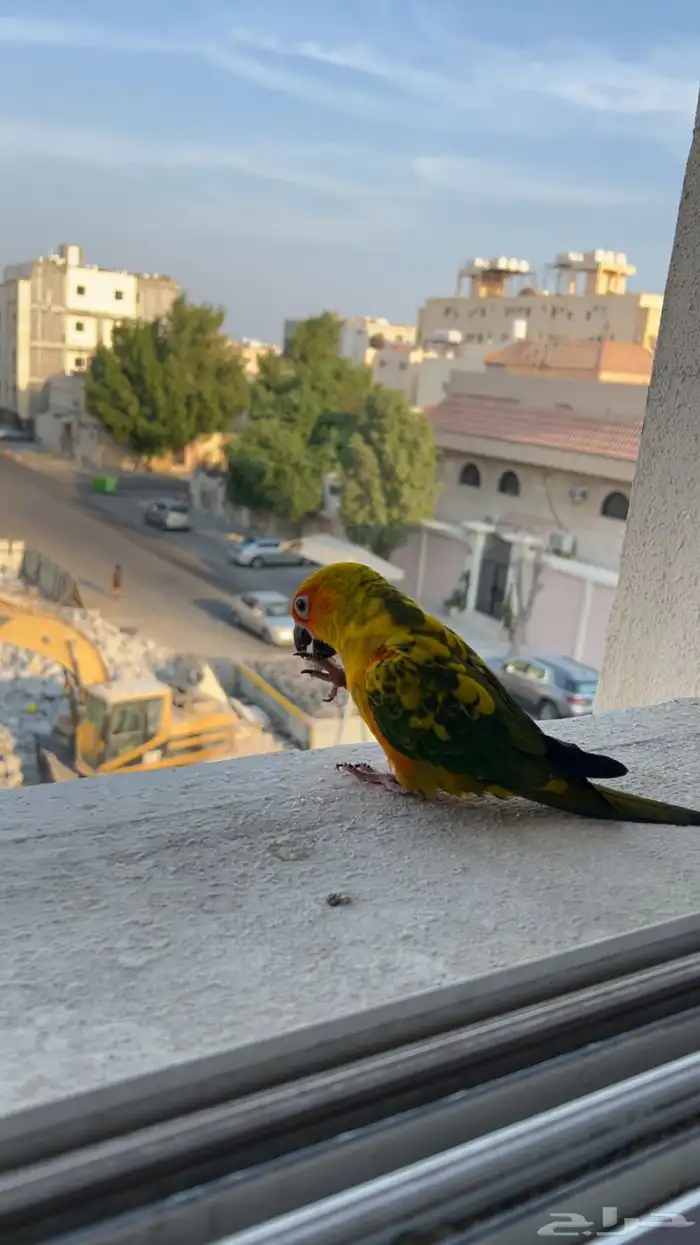 ببغاء مفقود بالخبر 0