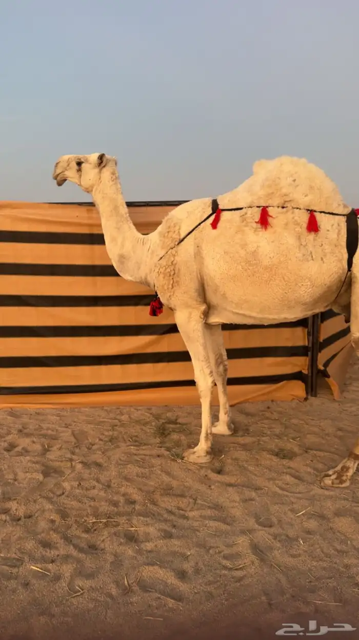 ثنو وضحا تحتها حوار كفو 0