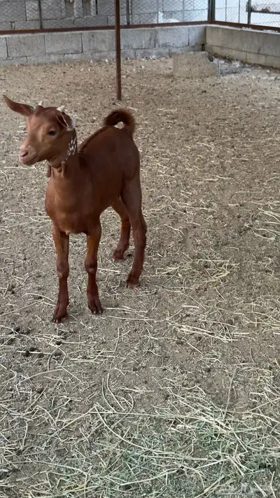 تيس لباني فل شحم index