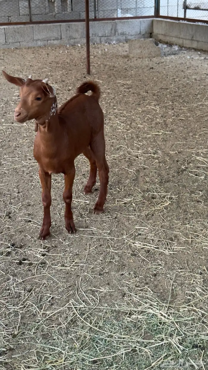 تيس لباني فل شحم 1