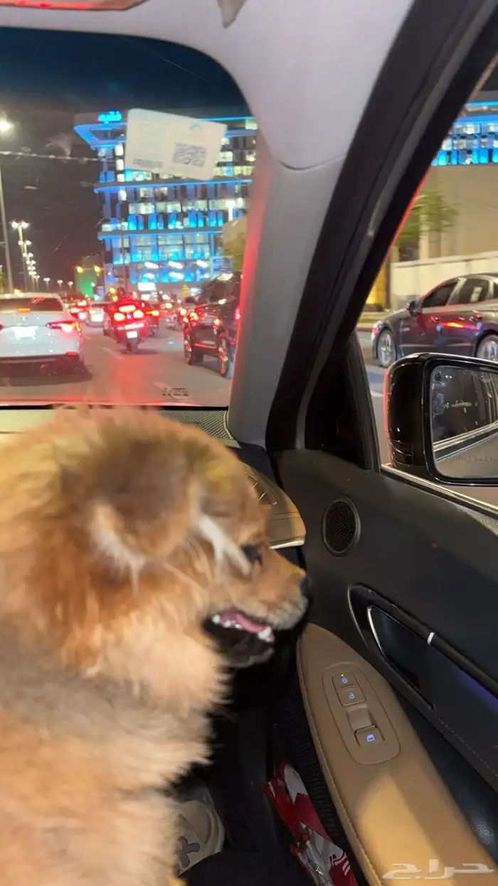 كلب بوبرمان 5