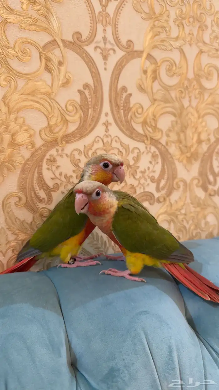 فروخ كنيور ريد فاكتور 2