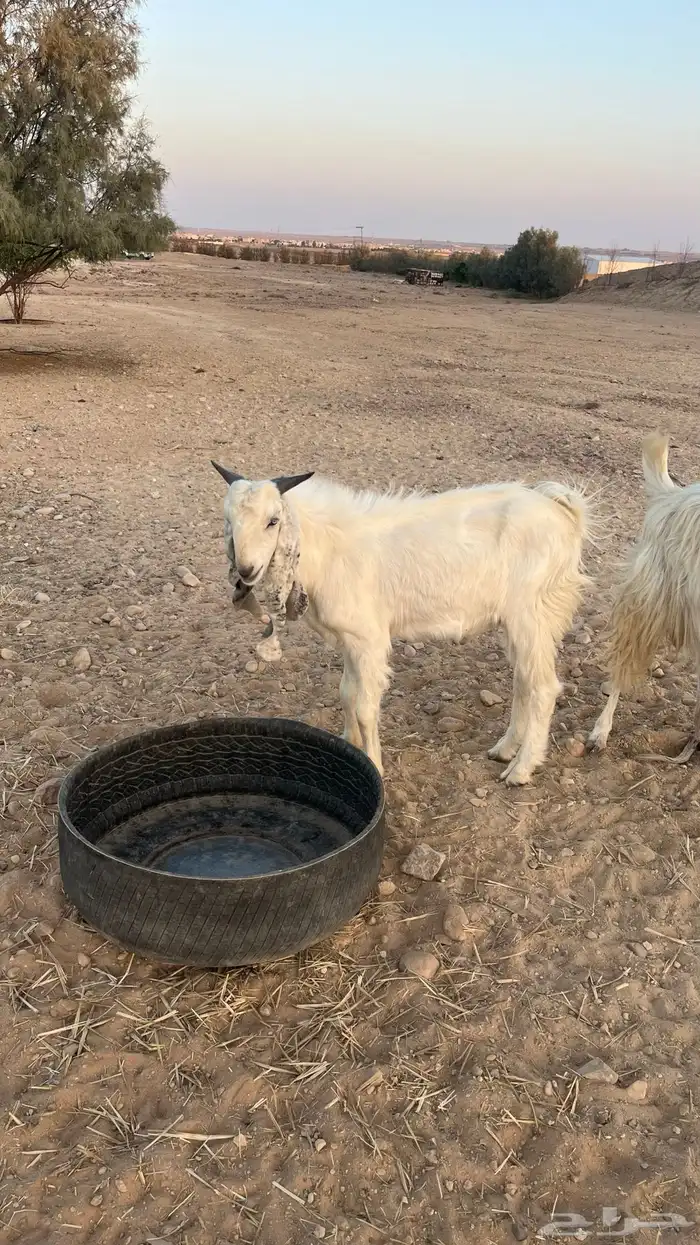 تيس مشروك ابيض طيب يقرع شرط 1