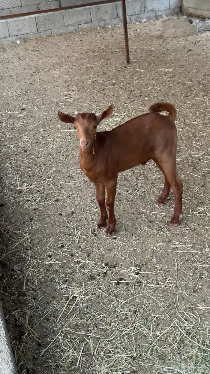 تيس لباني فل شحم 0