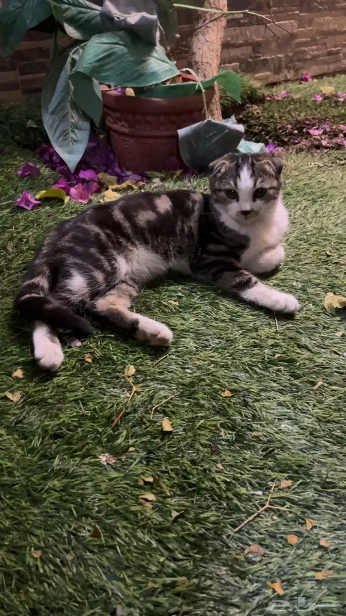 قط سكوتش فولد 0