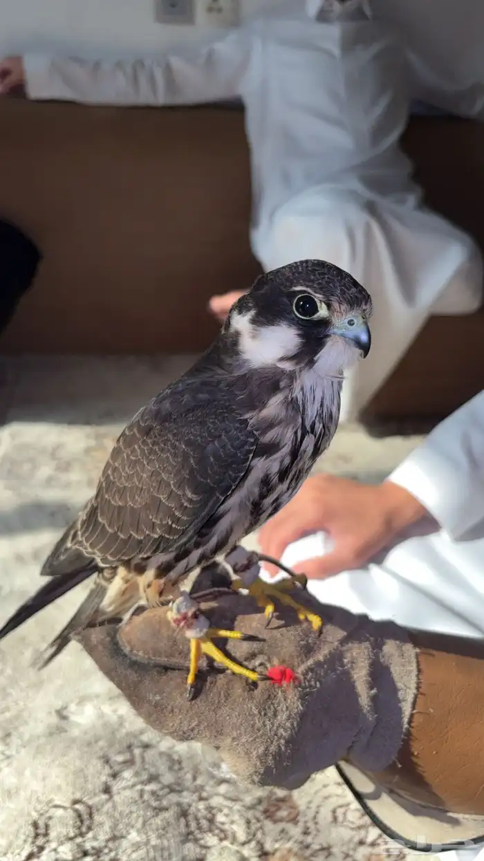 بكة حجم حلو 1