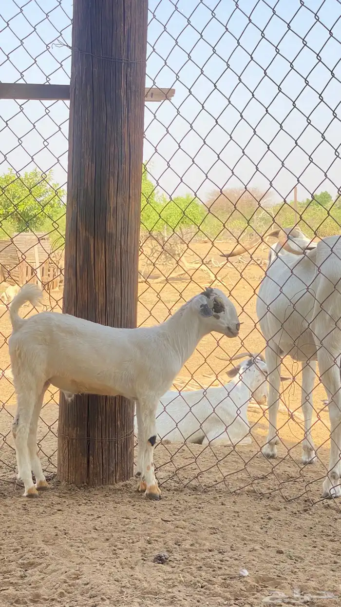 اثنين تيوس مشاريع 16