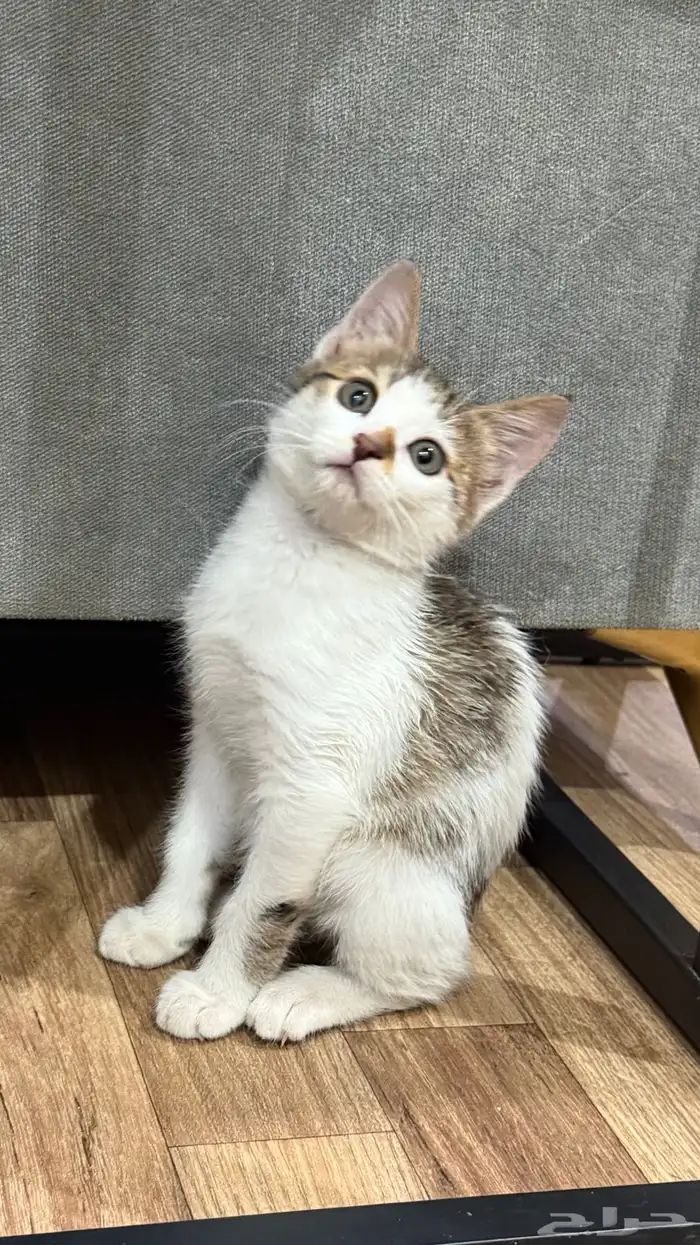 قطه للتبني 4