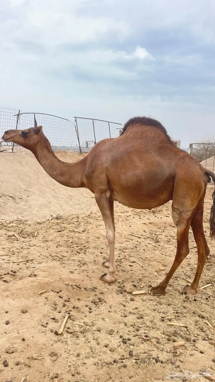 خلفه و ثنتين جنب سواحل طيبه 3