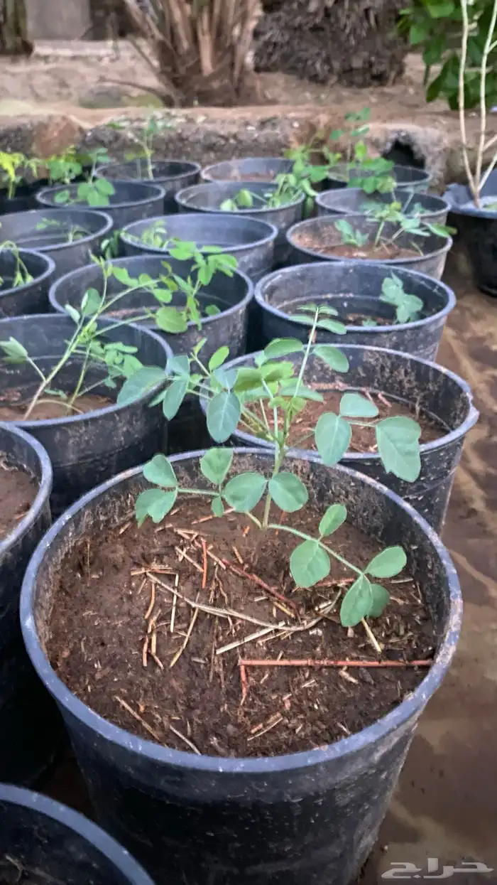 شتلات نيم اكثر من 100شتله 5