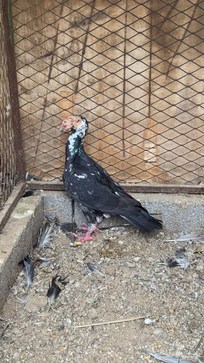 جوز كارير معه فرخ 2