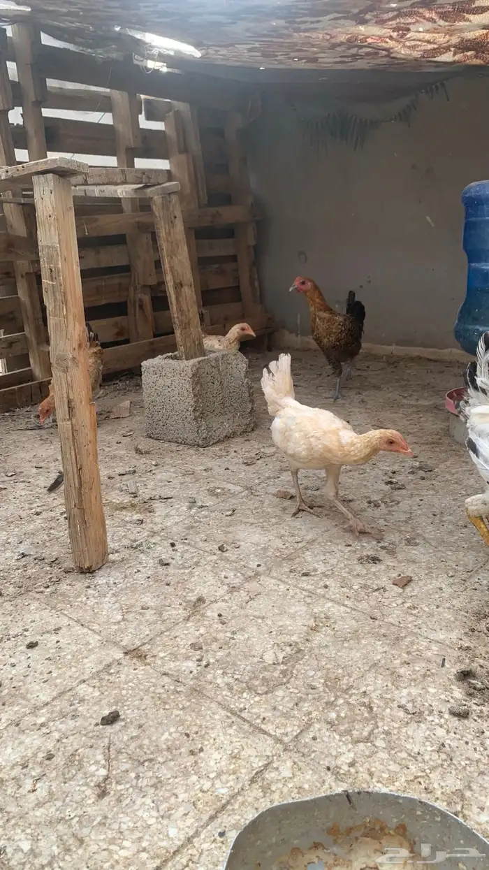 دجاج بلدي و فيومي عمر من أربعه إلى خمسه اشهر 2