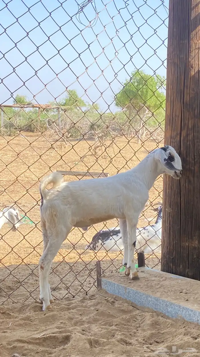 اثنين تيوس مشاريع 13