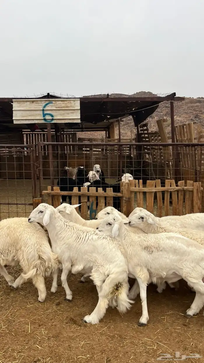 طليان حري جادعان نظاف شرط جبره 8