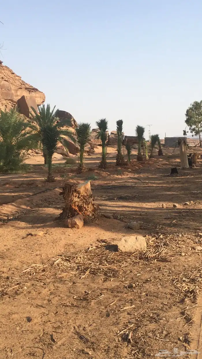 نخيل عربي فسائل نخل نخل عربي نقايل 20